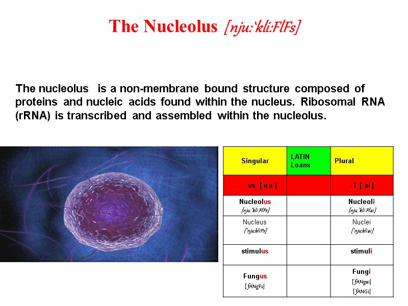 The Nucleolus [nju:`kli:FlFs] The nucleolus  is a non-membrane bound structure composed of proteins